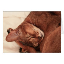 Min lite Abyssinian skönhet Hälsningskort