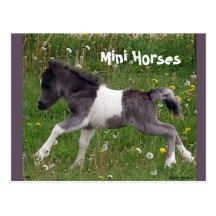 Mini- häst vykort