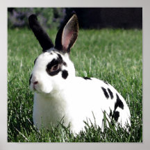 Mini- Rex kaninaffisch