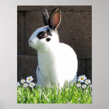Mini- rex med daisy print