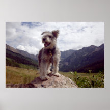 Mini- Schnauzer Print