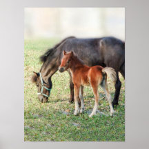 Miniatyrhästföl - skräddarsy Colt & ungsto Affisch