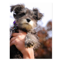 MiniatyrSchnauzervalp Vykort