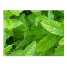 Mint Vykort