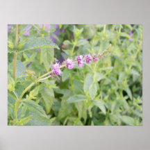 Mintblomma Affisch