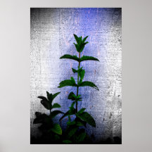 mintväxt print