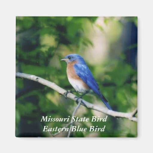 Missouri statlig fågelöstra Bl… Kylskåpsnagnet