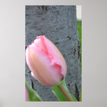 Mjuk rosa tulpan 2 affisch