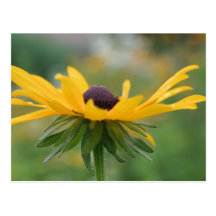 Mjuk svart synad Susan blomsterfotografivykort