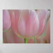 Mjuka tulpan print