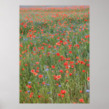 Mohn 2012 12 posters