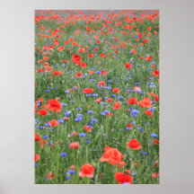 Mohn 2012 13 plakat