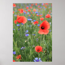 Mohn 2012 17 plakatdruck