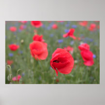 Mohn 2012 24 poster