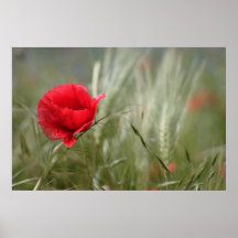Mohn 2012 28 posterdrucke