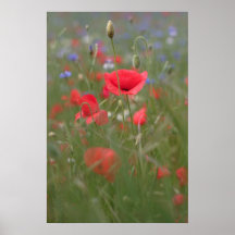 Mohn 2012 31 plakat