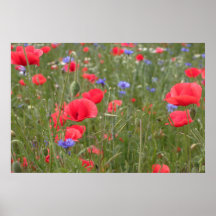 Mohn 2012 32 posterdruck