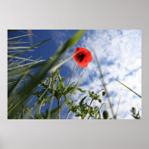 Mohn 2012 4 plakatdrucke