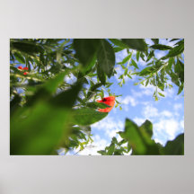Mohn 2012 7 plakate