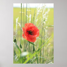 Mohn 2012 8 posterdruck