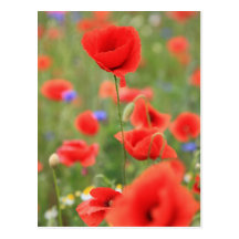 Mohn 2012 postkarte
