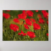 Mohnfeld Makro Plakatdrucke