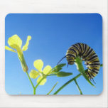 Monark Caterpillar Musmatta