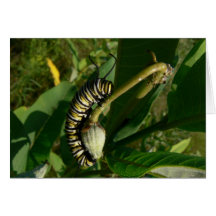Monark Caterpillar på Milkweedpoden Hälsnings Kort