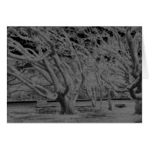 Monochromatic levande Oakträd för svart & för vit Hälsnings Kort
