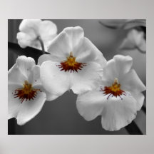 Monokromma Orchids Affisch