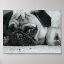Mops "Breena ", Affischer