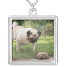 Mops- och sköldpaddamötet - skräddarsy skräddarsydda halsband