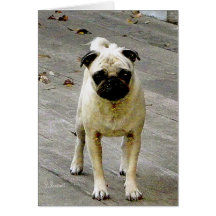 MOPSHUND HÄLSNINGSKORT