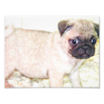 Mopsvalp Fototryck