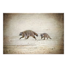 Mor- och babyRaccoon Konstfoto