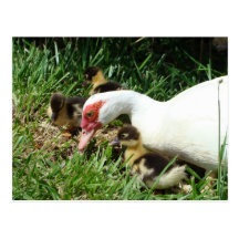 Morankan sade snattersnattersnatter vykort