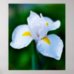 MorgonIris Print