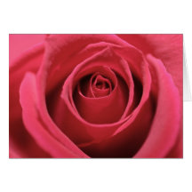 Mörk rosa ros 01 kort