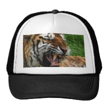 Morrande av tigern keps