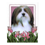 Mors dag - rosa tulpan - Havanese Vykort