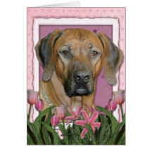 Mors dag - rosa tulpan - Rhodesian Ridgeback Hälsningskort