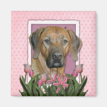 Mors dag - rosa tulpan - Rhodesian Ridgeback Kylskåpmagneter