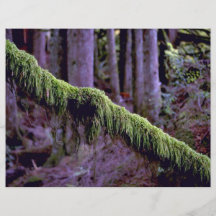 Moss i skog tänder, staten Washington, USA för Personliga Flygblad