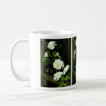 MUGG VITCAMELLIAS
