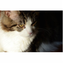 Murphy skulpturen för Maine Coonfoto Photo Cutout