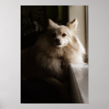 Murray - Pomeranian Affischer