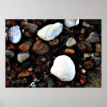 muschel auf leinwand plakate
