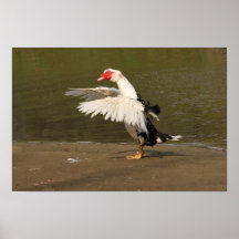 Muscovy and affisch