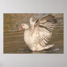 Muscovy and print
