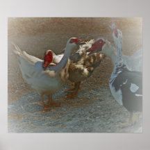 Muscovy duckar affischtrycket